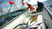Yrkesfisket efter vild lax stängt: "Medelmåttigt år"