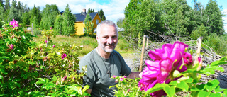 Driver visningsträdgård med rosor som hobby