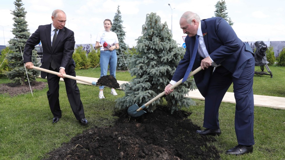 Vladimir Putin och Aleksandr Lukasjenko planterar ett träd tillsammans under en invigningsceremoni i ryska Khorosjevo i juni 2020.