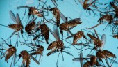 Zikainfektion kan försvåra dengue