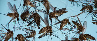 Zikainfektion kan försvåra dengue