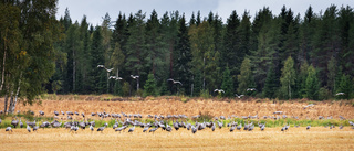 SE: Tranorna samlas inför höstens avfärd söderut