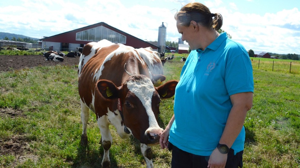 Eleonor Nilsson på Flaka Mjölk med en av gårdens kossor. För deras del är hon tacksam för att de får ett bra avräkningspris för den mjölk de säljer till Arla. Särskilt i dessa tider med höga kostnader och torka.