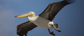 Mystisk massdöd i senegalesisk pelikanpark