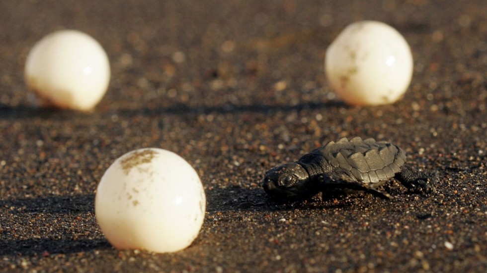 Nykläckt sköldpadda kravlar mot havet i Costa Rica. Äggen på bilden har inget med notisen att göra. Arkivbild.