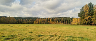 Läsarbild: Naturen ändrar färg            