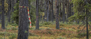 "Skogsbolaget förstör naturvärdet"     