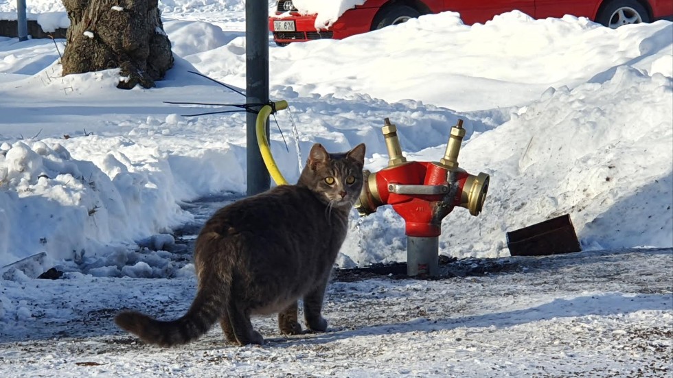 Katten besökte brandpostkranen där de drabbade hushållen kunde hämta vatten.