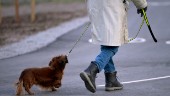 Glasattacker mot hundar i Malmö fortsätter