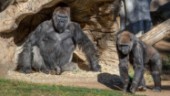 Gorillor på djurpark hostade – har covid-19