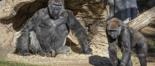 Gorillor på djurpark hostade – har covid-19