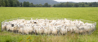 Smittsam fårsjukdom oroar lantbrukare