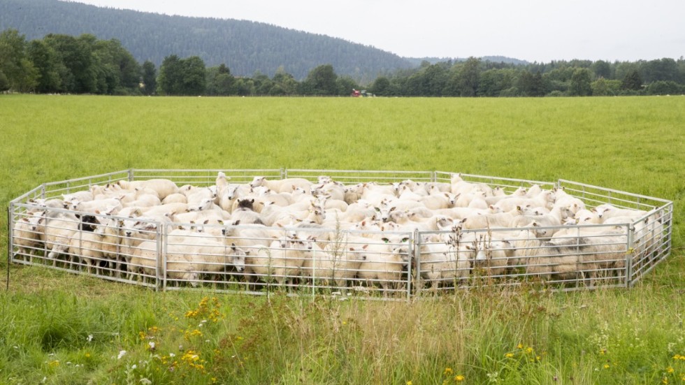 Andra fallet av klövsjukdomen CODD oroar svenska fårbönder. Arkivbild.