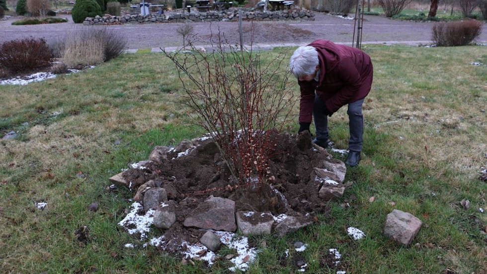 Ann Persson försöker lägga tillbaka några hårdfrusna jordkokor över rötterna. Kanske går det att rädda busken hoppas hon.