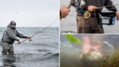 På jakt efter havets silver – följ med på öringsfiske