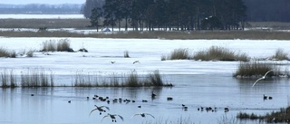 Rekordmånga svanar i Tåkern