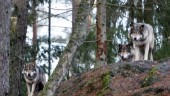 Filmer bevis i vargrättegången