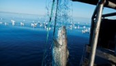 Östersjöns fiske kan räddas