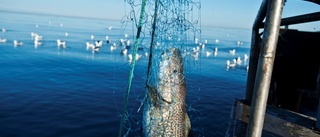 Östersjöns fiske kan räddas