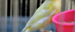 En gripen – för jättestöld av fåglar