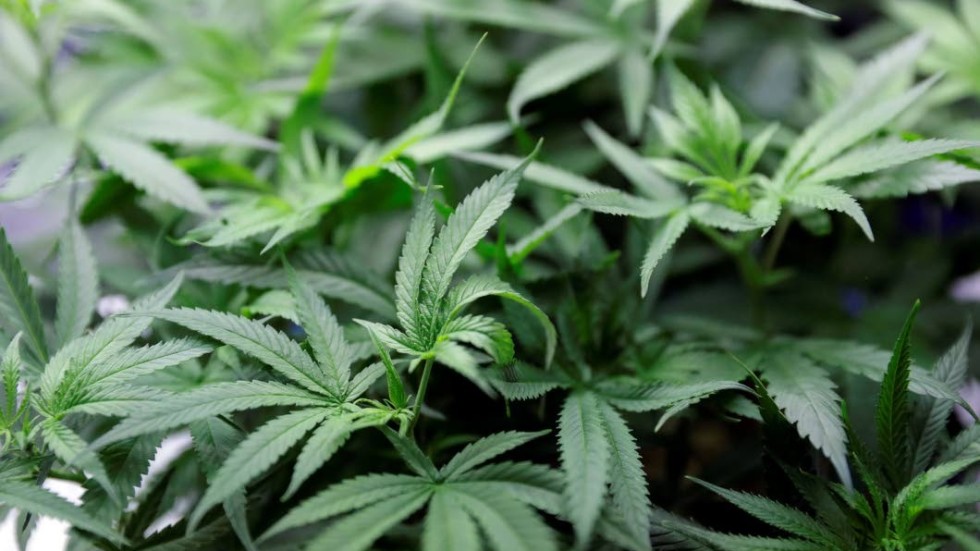 Enligt åklagaren har mannen bland annat framställt och innehaft 2 853 gram cannabis i sitt hem.