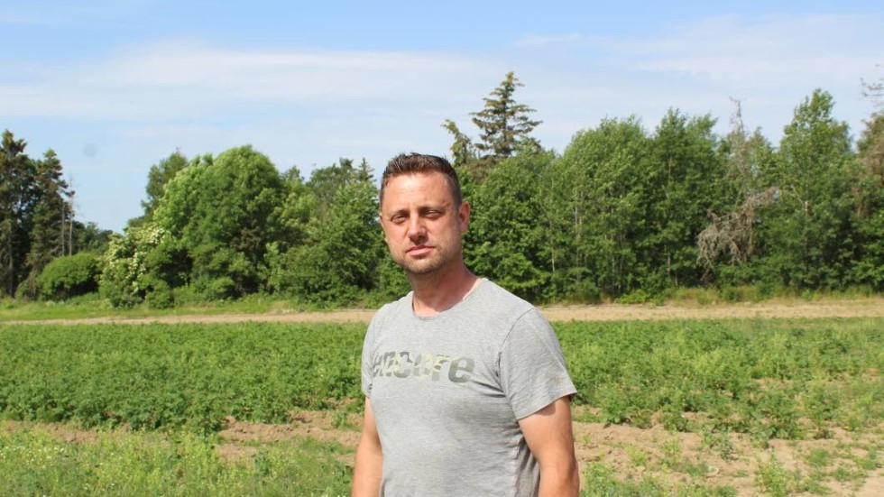 Imre Jenei har planer på att även börja odla annat, som exempelvis dill och blåklint.