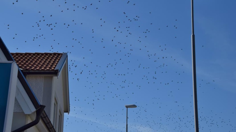 Kajorna flyger fram över hustaken i stora flockar och skapar irritation.