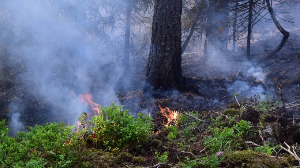 Räddningstjänsten har verkligen varit snabba och hindrat en större spridning av skogsbränderna efter de senaste åsknedslagen.