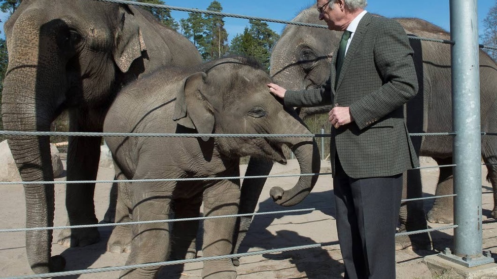 Bild från april 2015, då kungen besökte de elefanter han fått i gåva från den thailändske monarken Bhumibol 2004.