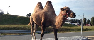 Glöm inte kamelerna