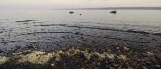 Giftigt slam får dispens – dumpas i Östersjön