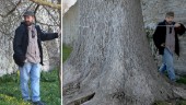 Visbys största träd är invasivt – här är stans vanligaste • ”Ett oansenligt träd som man inte tänker så mycket på”