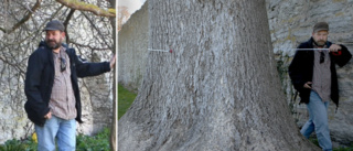 Visbys största träd är invasivt – här är stans vanligaste • ”Ett oansenligt träd som man inte tänker så mycket på”