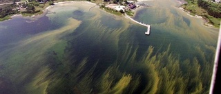 WWF: "Sverige sviker om algblomningen"
