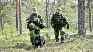 Militärövning utanför Skellefteå • Hundratals hemvärnssoldater deltar: ”Vår främsta uppgift är att skydda viktiga samhällsfunktioner”