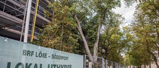 Skyddade träd skadade under lägenhetsbygge