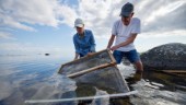 Kolonilotter i havet – i jakt på framtidens mat