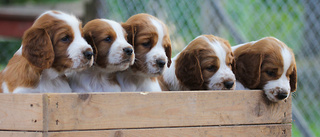 Hunduppfödaren: Får minst tre valpförfrågningar dagligen – utan annons
