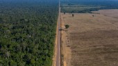 Tropisk avskogning kopplas till EU-import