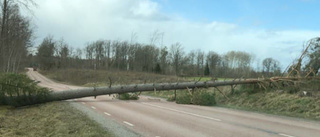 Fallande träd och strömavbrott på flera håll i blåsten