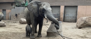 Nyfödd elefant förskjuten av flocken