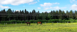 Hästmöte under cykeltur        