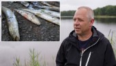 Tino Åberg: "Vårflodsel" – hur högt är priset?
