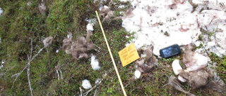 Fejkade skottplatser och skyddsjakt från snöskoter – nu åtalas flera renskötare för grovt jaktbrott