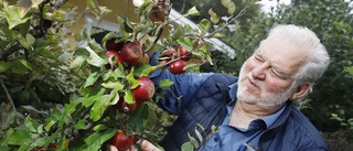 Äppelälskaren tipsar: Så tar du hand om trädgårdens guld