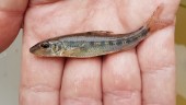 Sällsynt fiskfynd i Sagån: "Aldrig hittats här förut"