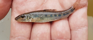 Sällsynt fiskfynd i Sagån: "Aldrig hittats här förut"