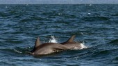 Proteststorm när 1 400 delfiner dödades