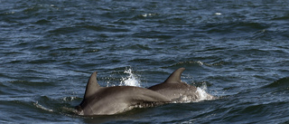 Tusentals delfiner i Svarta havet tros ha dött