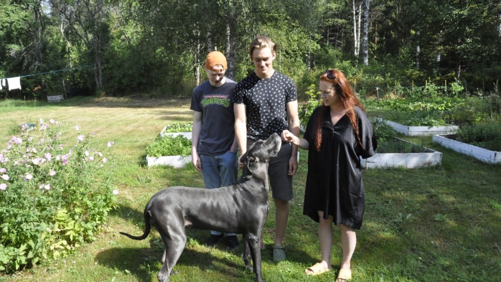 Tomma outlet great danes